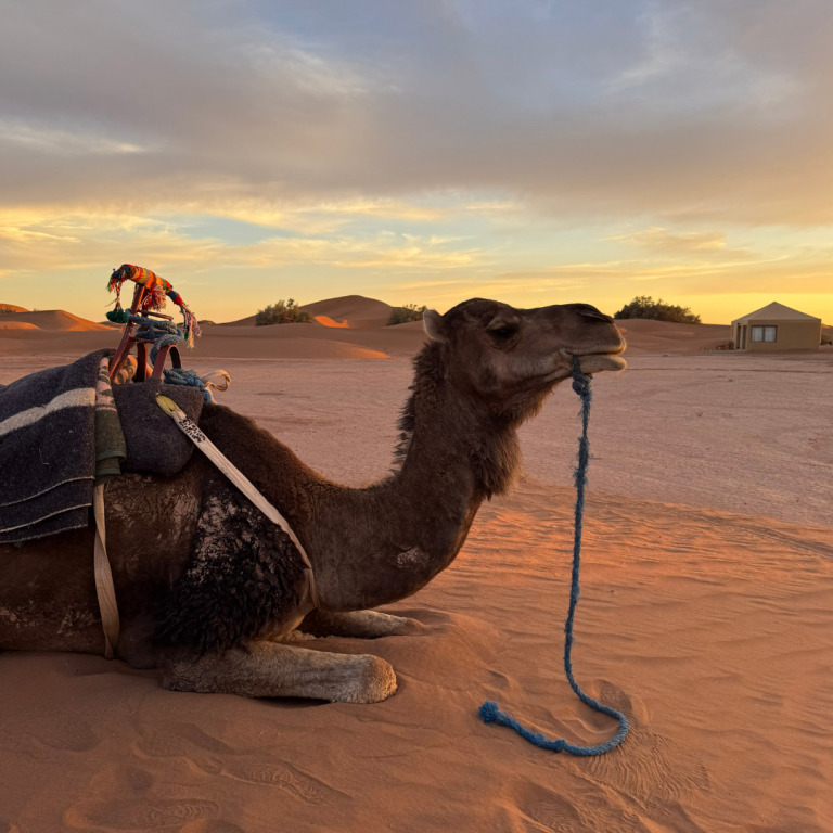Dromadaire allongé dans les dunes au coucher du soleil, prêt pour une balade dans le désert de M’Hamid