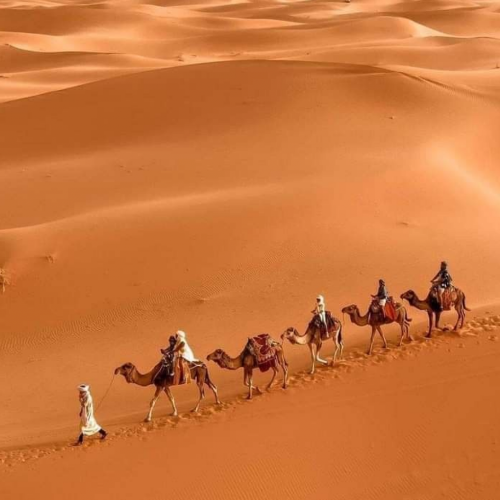 Caravane de dromadaires dans les dunes du désert marocain