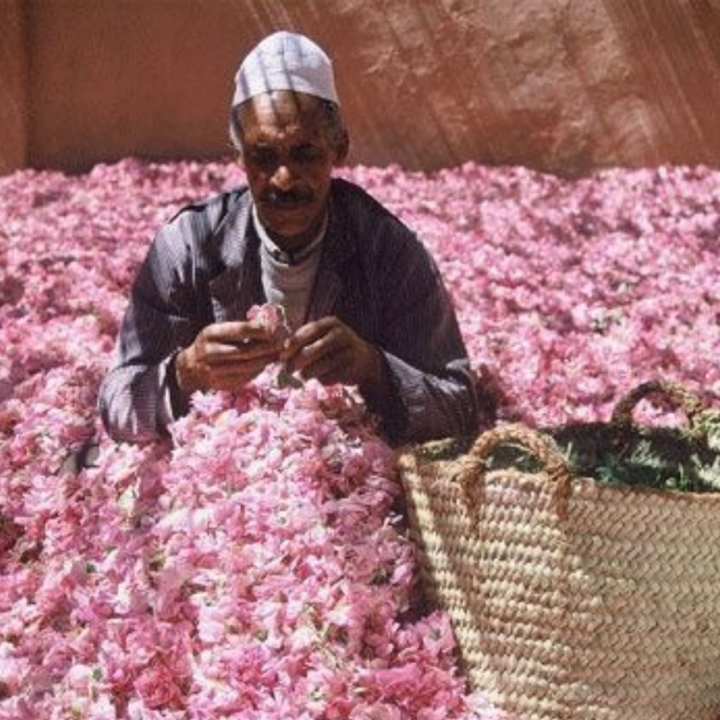 Homme berbère cueillant des roses dans la vallée de Kelaat M’Gouna au Maroc, lors de la récolte traditionnelle.