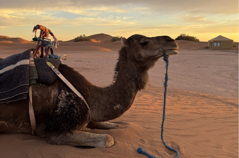 circuit-experience-desert-excursion-dromadaire-camel